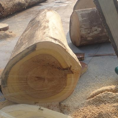 روکش چوبی مهندسی عجیب و غریب افرا X6223 بافت نامنظم رنگ خاکستری رنگ شده ظرفیت عرضه خوب از چین