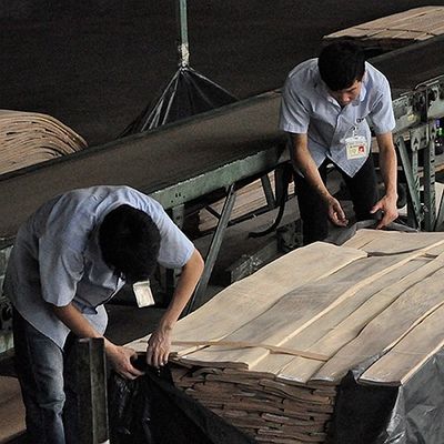 ضخامت 0.5-0.55 میلی‌متر FSC Natural Ash Burl روکش مارپیچی Grain A Grade for Hotel Decoration