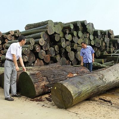 روکش چوب طبیعی کوتو آفریقا یک چهارم برش مستقیم دانه با کیفیت خوب برای فرآیند رنگرزی قابل سفارشی سازی