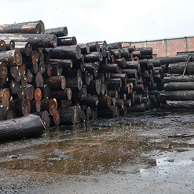 پانل و درب آفریقای طبیعی Sapele چوب روکش برش تخت تاج دانه درجه AAA