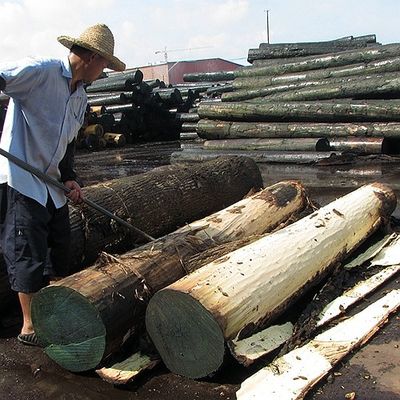 روکش چوبی برش شکل دار Anegre Quarter Cut رنگ مستقیم و یکنواخت برای آلات موسیقی